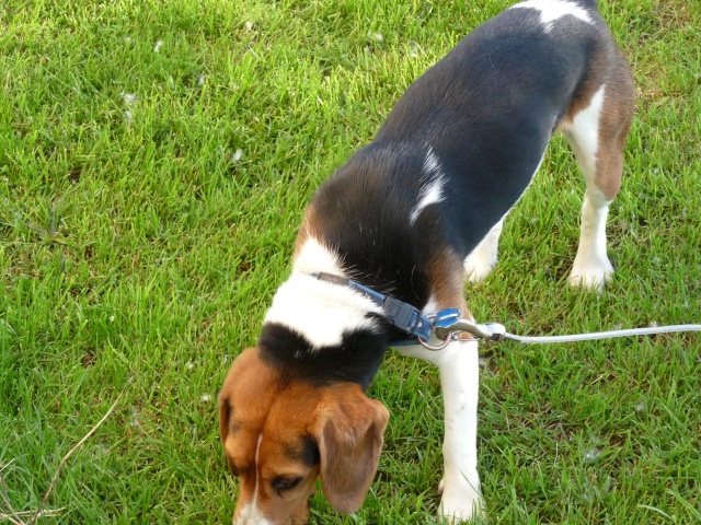 chien Beagle a donner( résolu) 09710