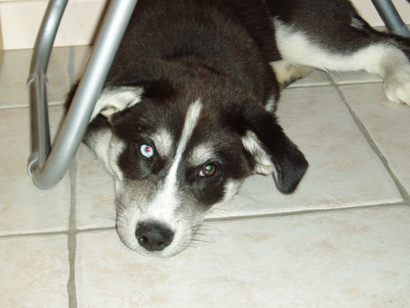 EKO un gentil x husky calin et dynamique,ADOPTE Eko_0210