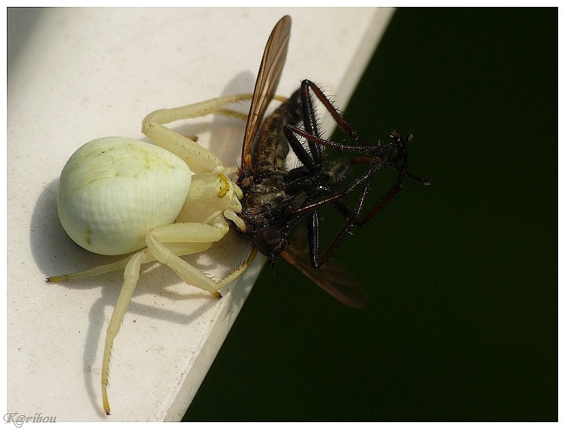 Mes premiers insectes Araign12