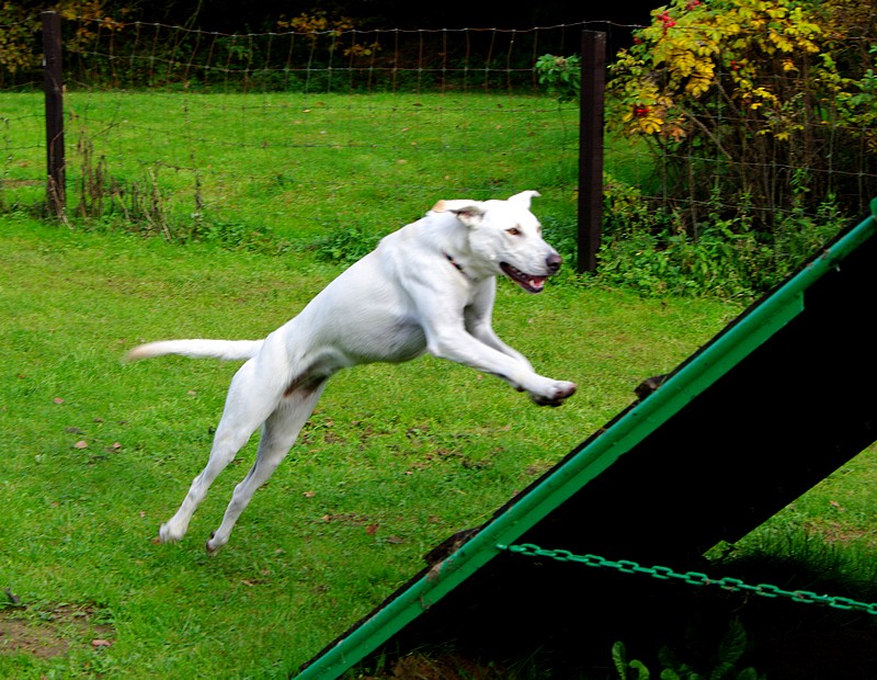 Agility à Rabais Chapel11