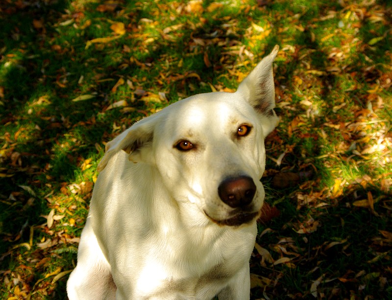 Quand Delilah joue au chien de garde... Ca fait peur! Pauvre10