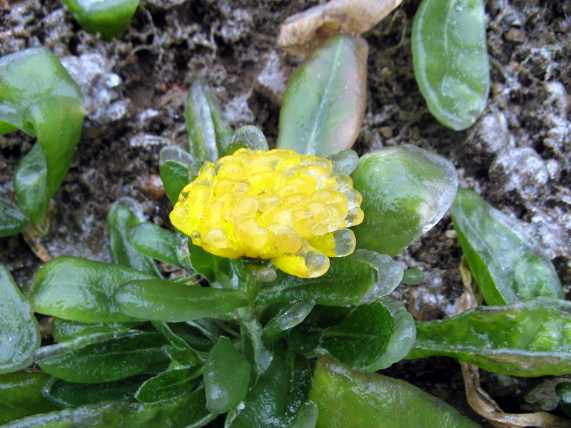 GLACE ET GIVRE DANS LA NATURE EN CHINE Image012