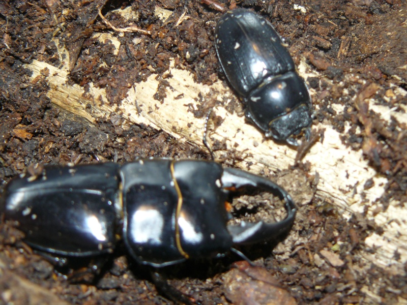 Dorcus euricephalus P1050211