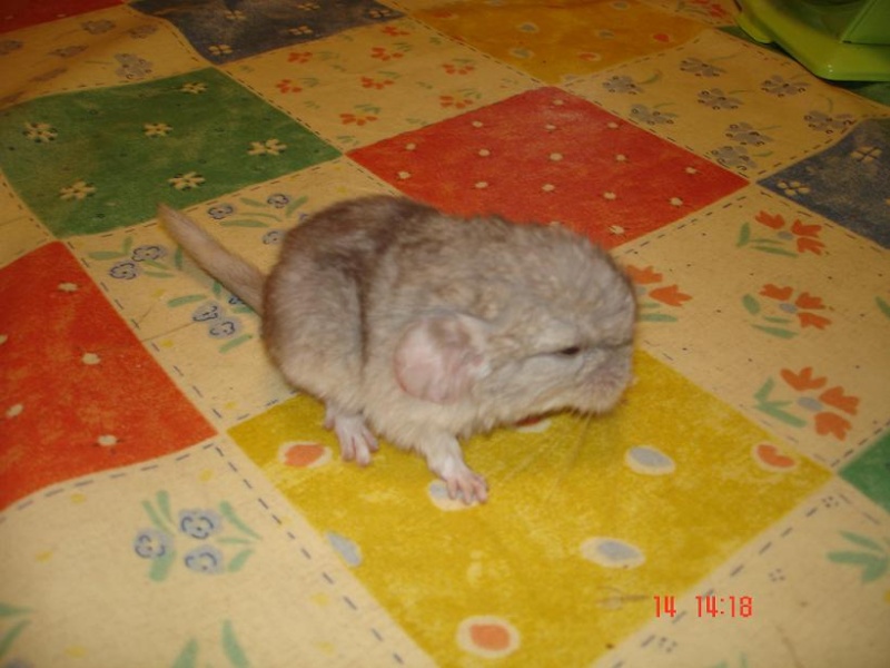 Plusieurs chinchillas a reserver Bebe_b10