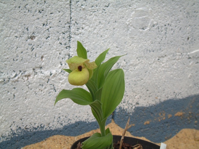 Cypripedium 2009 Dscf8616