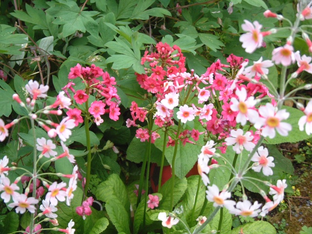 Primula japonica P_japo12