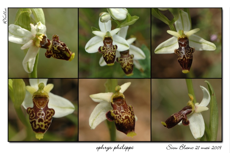 Ophrys philippi ( Ophrys de Philippe ) 04_opp10