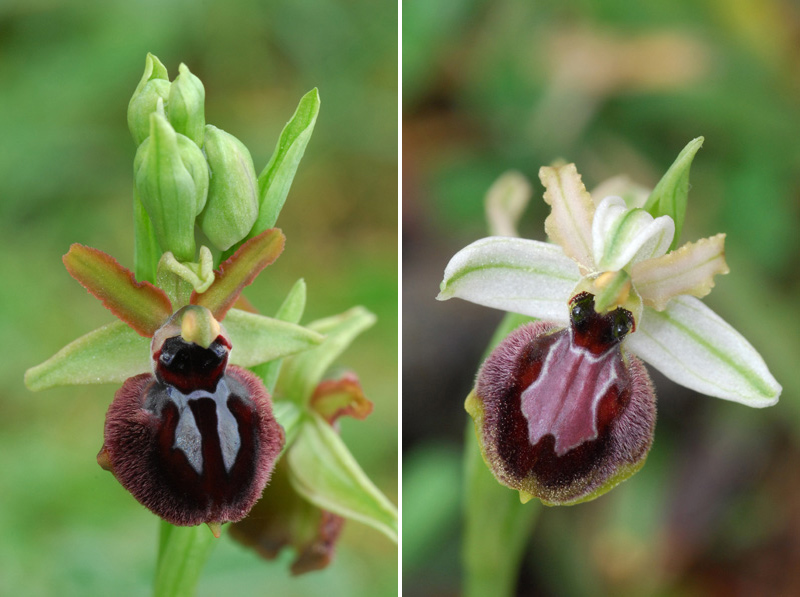 Ophrys passionis ( Ophrys de la Passion ) Planch12