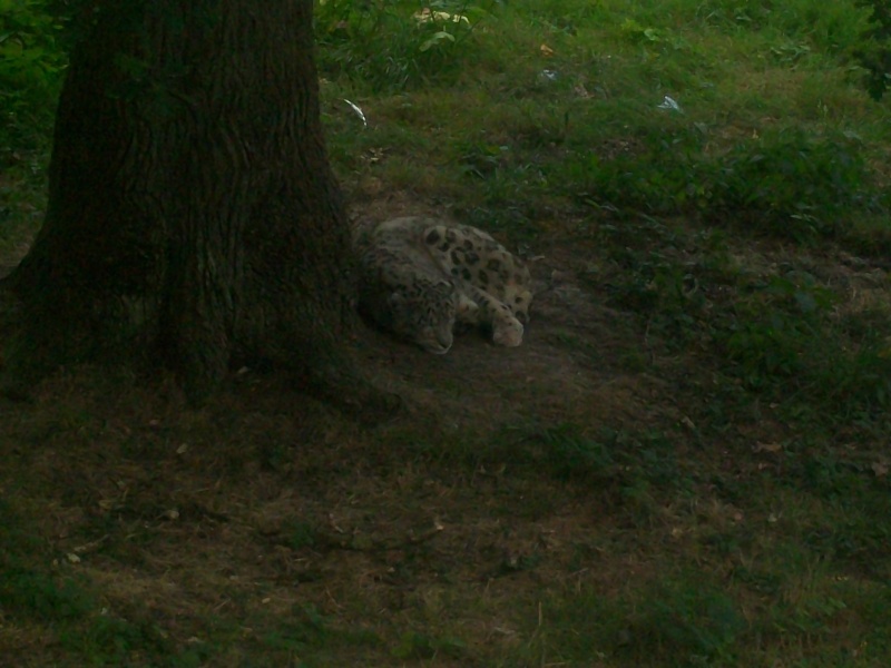 zoo thoiry partie a pied 100_0427