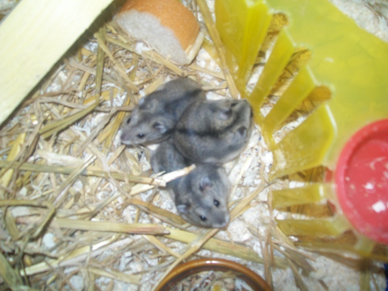hamster russe groupe B 100_0520