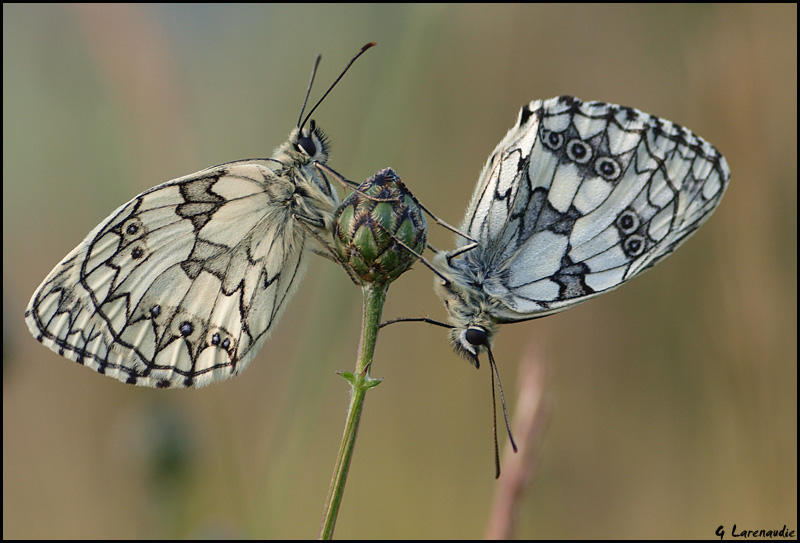 Mantes & Co au Mont Demi_d10