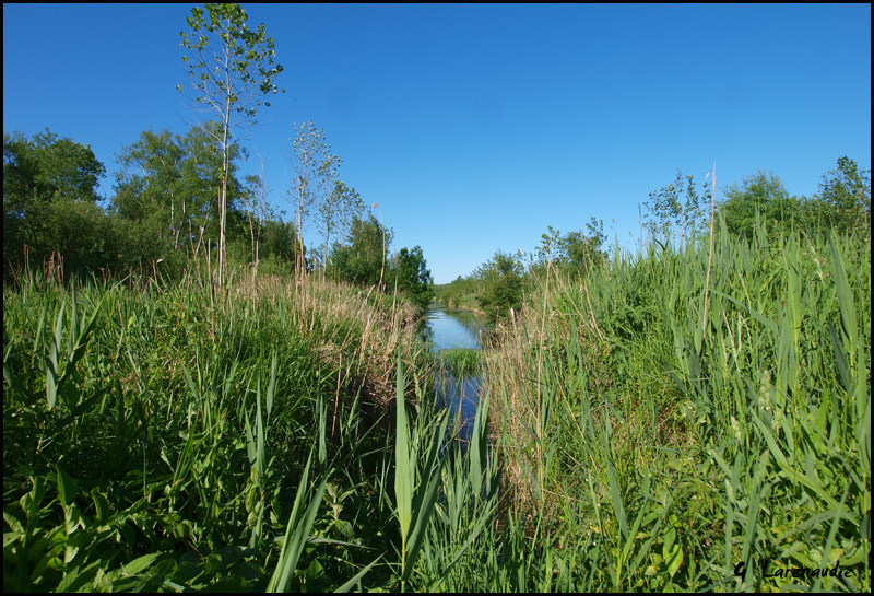 Dans les marais de Bresles samedi 30 mai Marais10