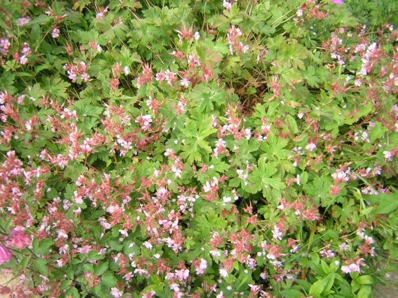 geranium Dscn0513