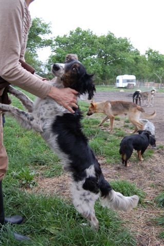 40 -  Plume border X setter 11 ans refuge de ychoux (landes) Plume_10