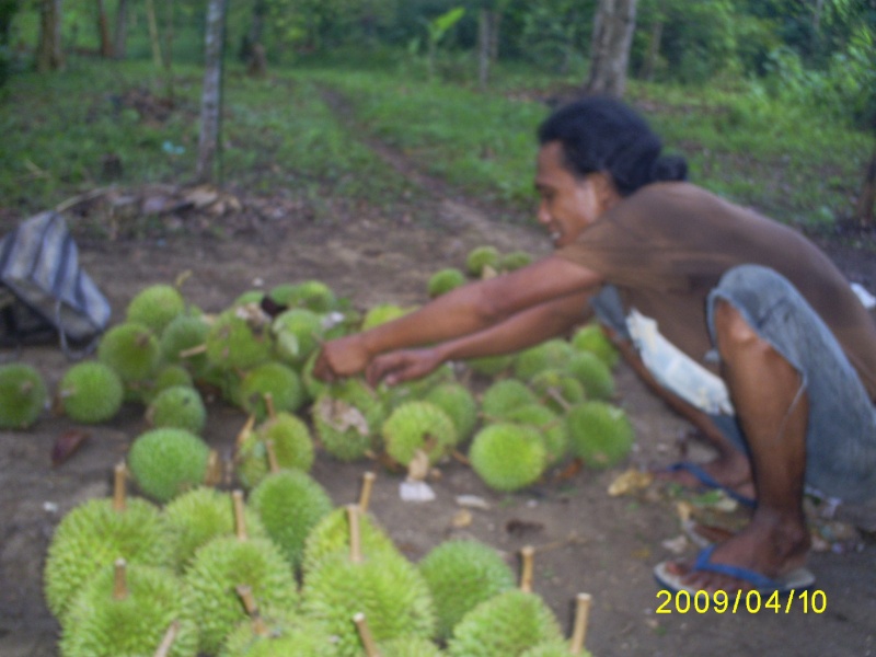 Foto Jaga Turenno (durian) di Lasanno II S5032110