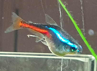 Néon bleus ventre gonflé, scoliose et grégaire... Captur10
