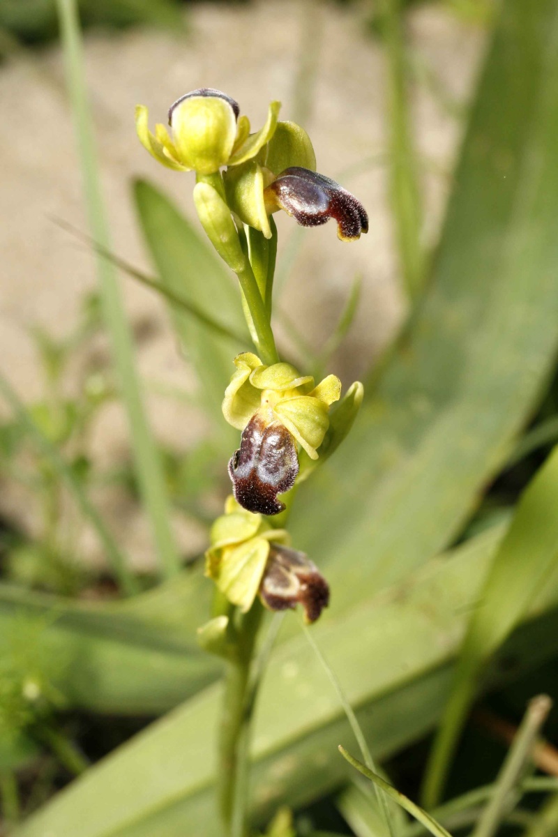 CRETE 2009 : pseudo-ophrys _mg_0115