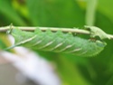 Smerinthus ocellata Smerin10