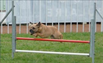 quelques photos d'agility Babe_s10