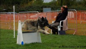 quelques photos de flyball Dsc_0110