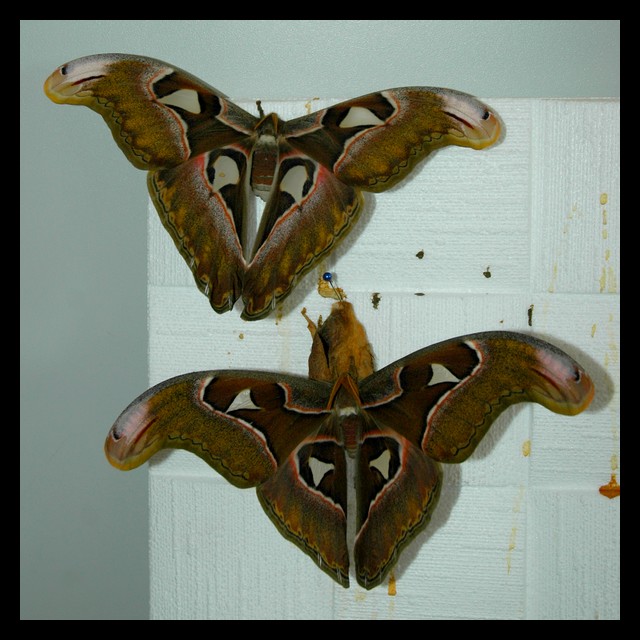 Attacus Atlas Male_e10