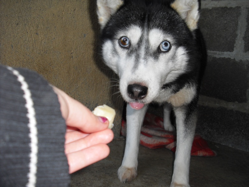 WINNIE et PALOMA mini croisée husky condamnées au refuge ADOPTEES - Page 7 Cimg0211