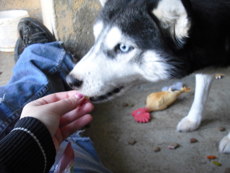 WINNIE et PALOMA mini croisée husky condamnées au refuge ADOPTEES - Page 7 Cimg0221