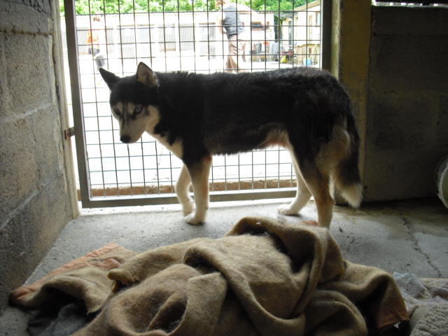 WINNIE et PALOMA mini croisée husky condamnées au refuge ADOPTEES - Page 10 Cimg1820