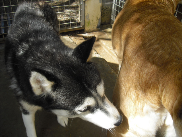 WINNIE et PALOMA mini croisée husky condamnées au refuge ADOPTEES - Page 12 Cimg3517