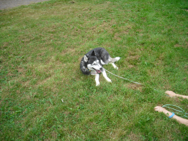 WINNIE et PALOMA mini croisée husky condamnées au refuge ADOPTEES - Page 13 Cimg4727