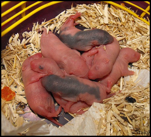 8 bébés rats (86) Dscf9039