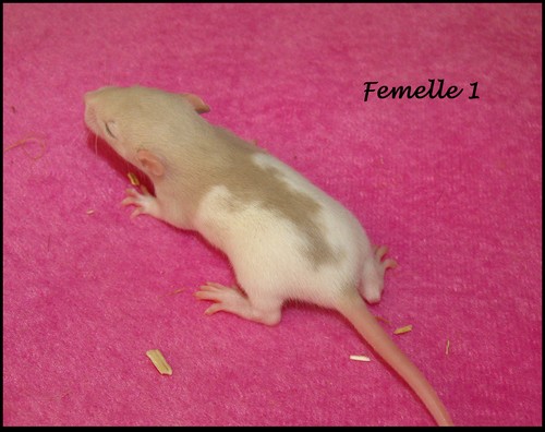 8 bébés rats (86) Femell27