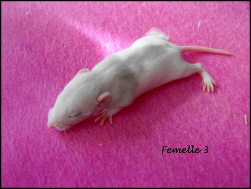 8 bébés rats (86) Femell31