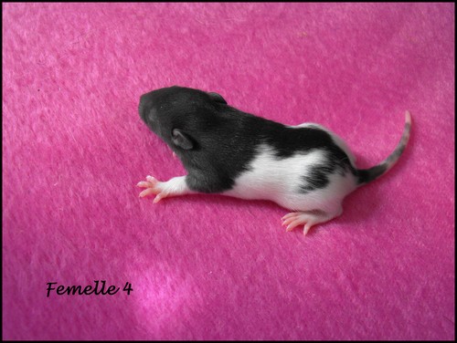 8 bébés rats (86) Femell34