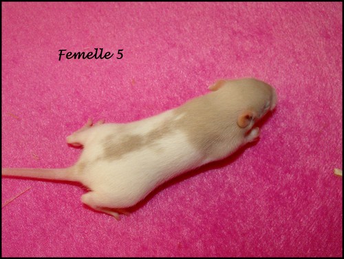 8 bébés rats (86) Femell35