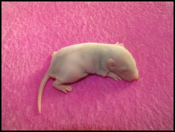8 bébés rats (86) Male_110
