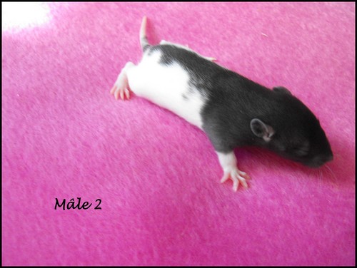 8 bébés rats (86) Male_212