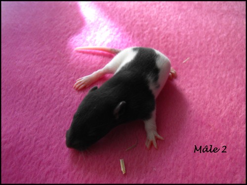 8 bébés rats (86) Male_213