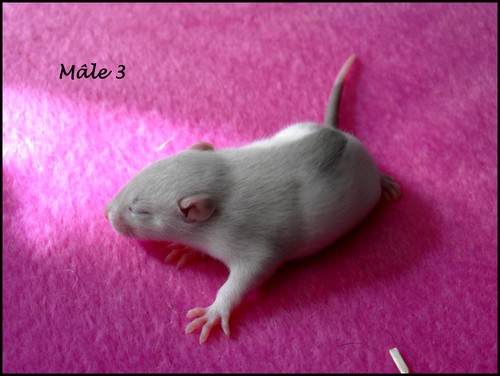 8 bébés rats (86) Male_311