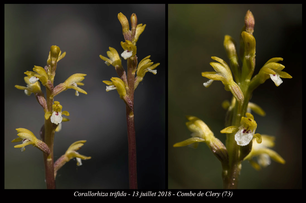 Un biotope étonnant pour Corallorhiza trifida Corall17