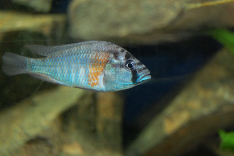 Haplochromis Burtoni Dsc_5411