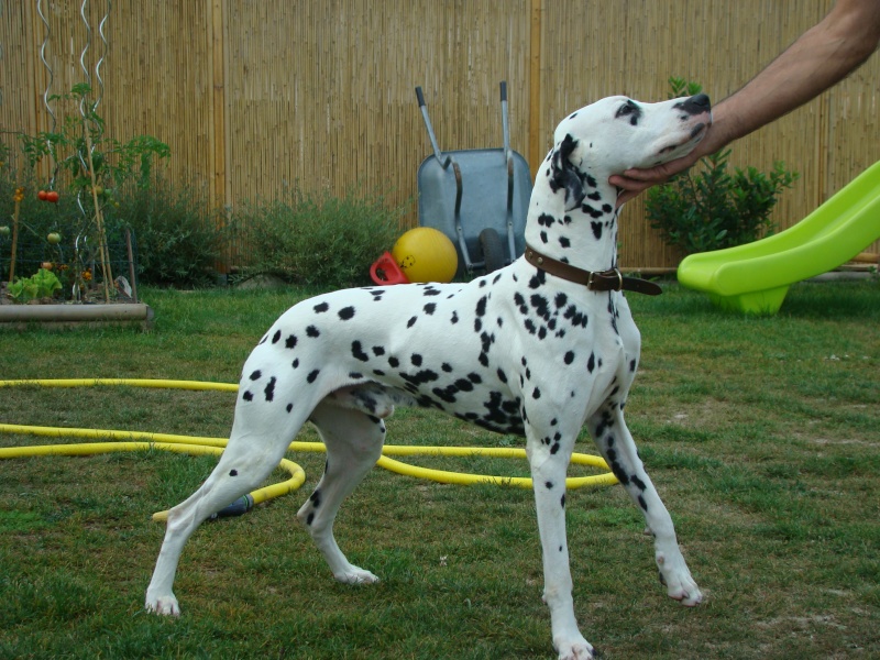 ATIS - dalmatien M - 4 ans - en FA dpt 56 - asso DalmaSF Dsc01311