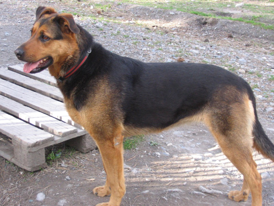 DIVINE née en 2002 croisée Beauceron/Berger Allemand Divine10