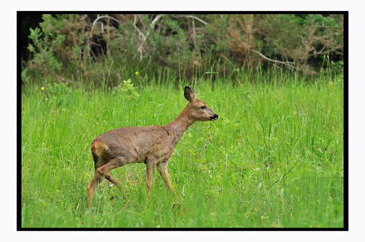 Nature et printemps 810