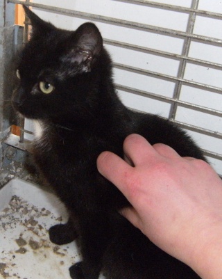 VOLTIGE, adorable chatte noire, 5 mois environ (à l'essai !) Voltig10
