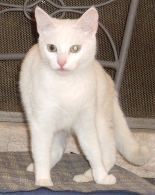 YALTA... magnifique chatte toute blanche... (à l'essai !) Yalta410