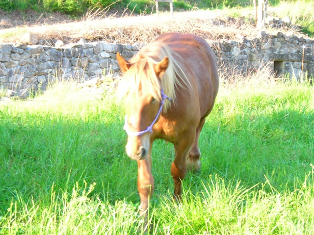 Dpt 63 - Téodore dit Tango, ONC Trait, reservé par Cheval Espoir ! (2009) - Page 3 Dscn7312