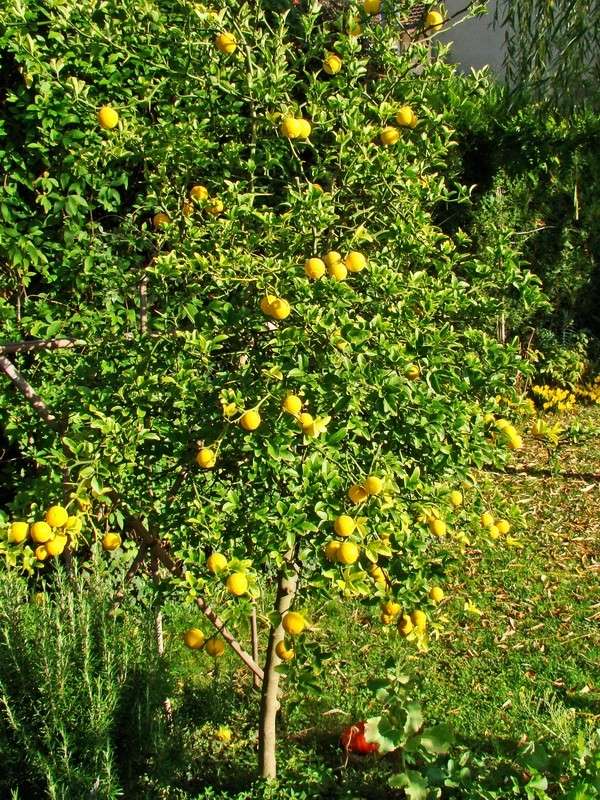 L'arbuste aux fruits d'or Citrus13