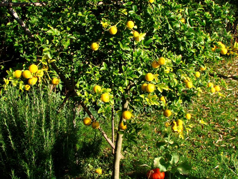 L'arbuste aux fruits d'or Citrus14