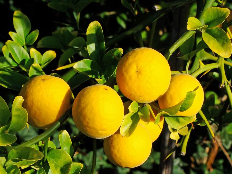 L'arbuste aux fruits d'or Citrus15